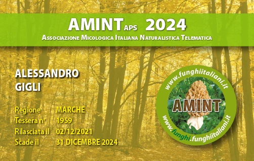 Tessera-AMINT-1959-2024.jpg