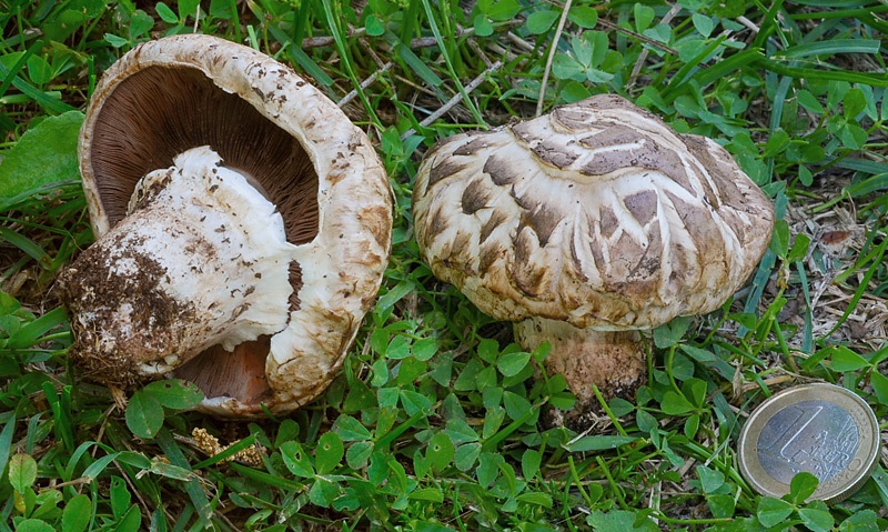 Agaricus-bisporus-03-4.jpg