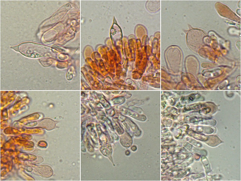 Agaricus-bisporus-12-21-Basidi-RC-600x.jpg