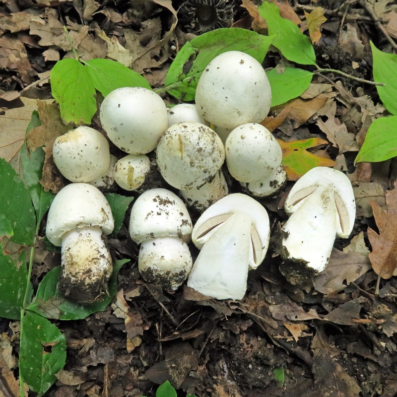 Agaricus-silvicolaIMG_7783.jpg