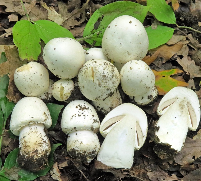 Agaricus-silvicoladetIMG_77.jpg