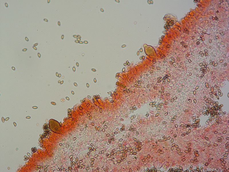 Agrocybe-sp-09-Cheilo-RC-200x.jpg
