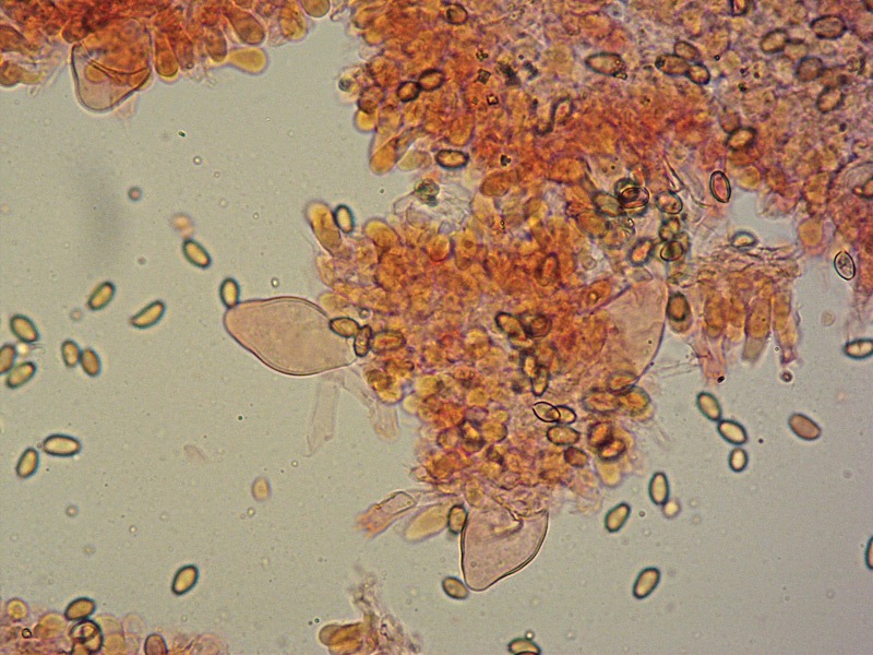 Agrocybe-sp-12-Cheilo-RC-400x.jpg