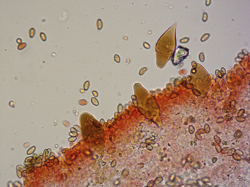 Agrocybe-sp-17-Cheilo-RC-400x.jpg