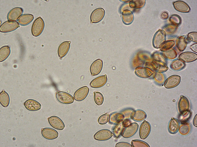 Agrocybe-sp-21-Spore-RC-1000x.jpg