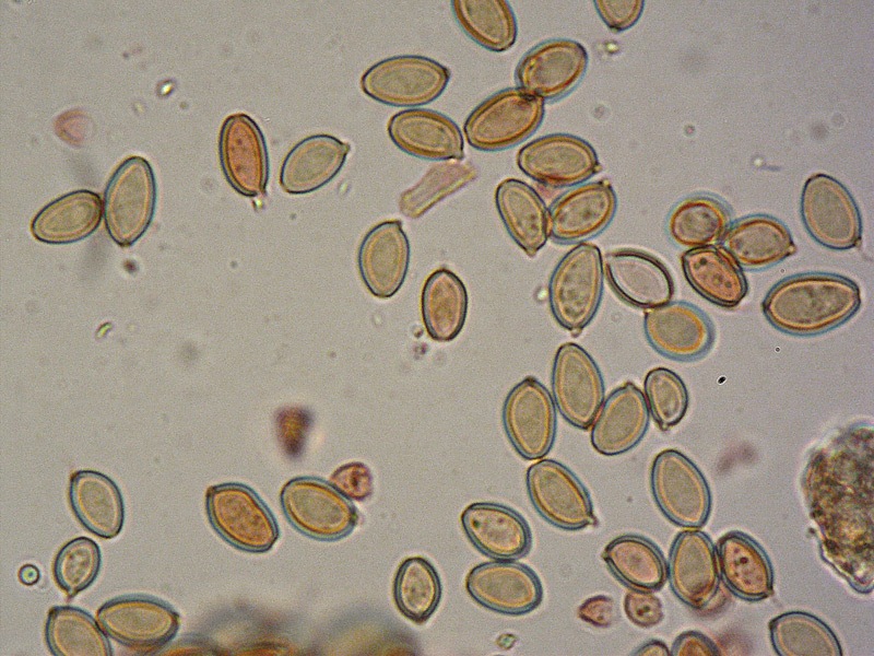 Agrocybe-sp-24-Spore-RC-1000x.jpg