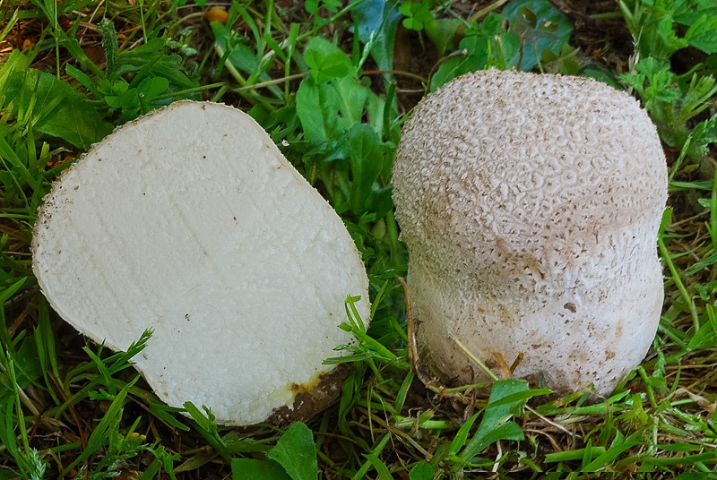 Calvatia-utriformis-01-2.jpg