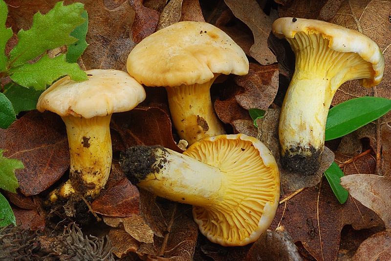 Cantharellus-pallens-04-5-6.jpg
