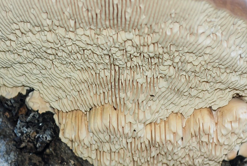 Cellulariella-warnieri-09.jpg