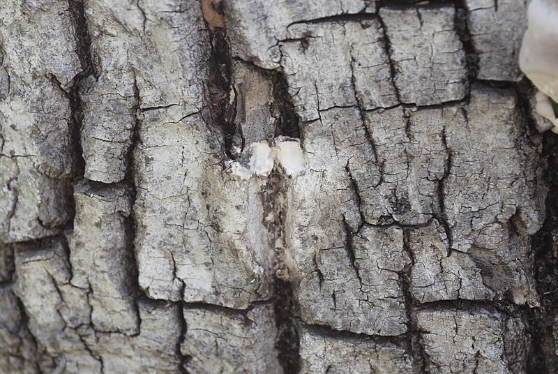 Cellulariella-warnieri-15.jpg