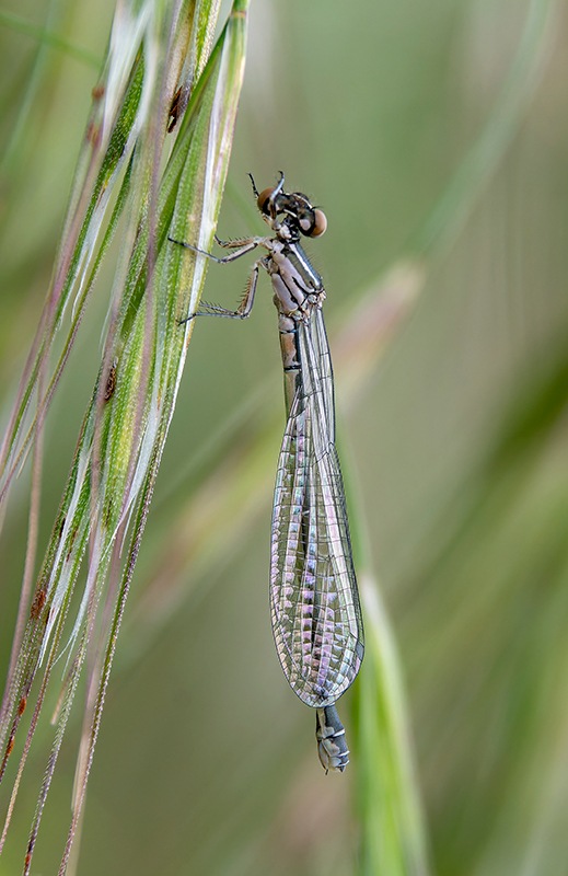 Coenagrion-castellani_-femmina-(8).jpg.e3367b3f9dae1a08f4b7beaf9ef075fa.jpg