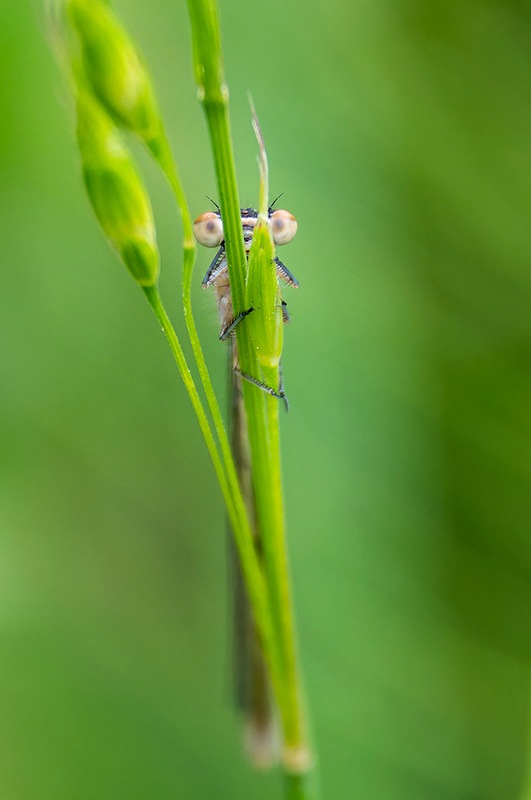 Coenagrion-castellani_-maschio-(59).jpg.52b80dc5cf709616c6d9d20926470e50.jpg