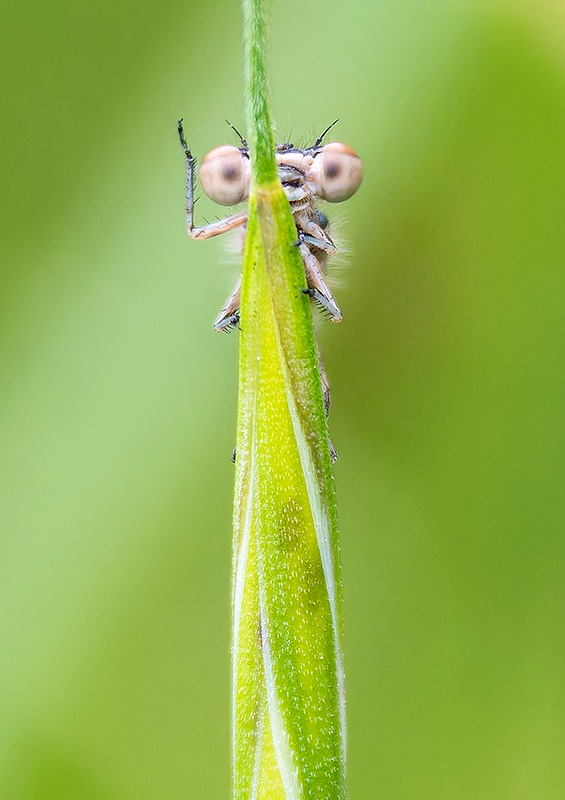 Coenagrion-castellani_-maschio-(63).jpg.682a5edeaf569be24437046fe40ee0aa.jpg