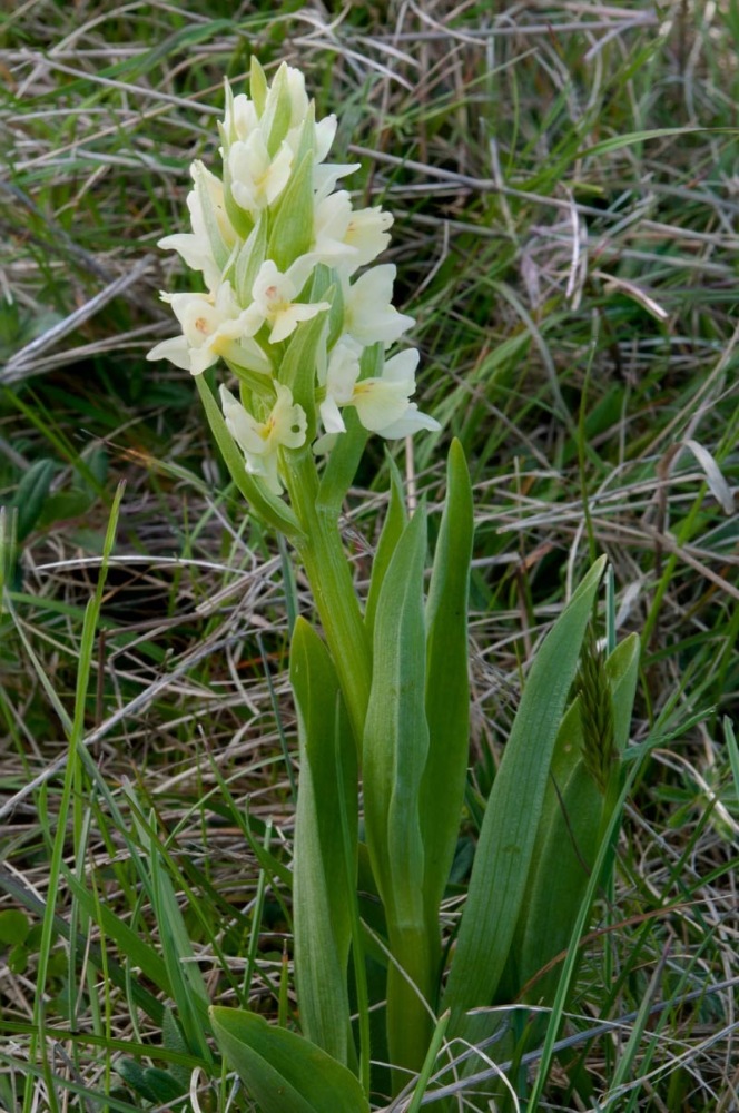 Dactylorhiza-insularis-9680_87_2024.jpg