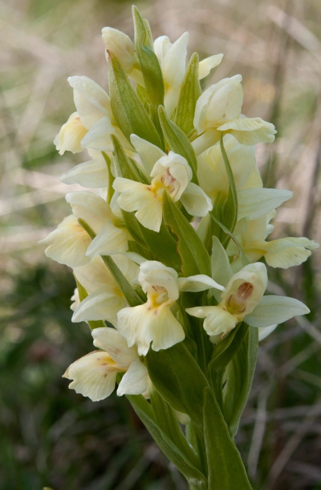 Dactylorhiza-insularis-9877_85_2024.jpg