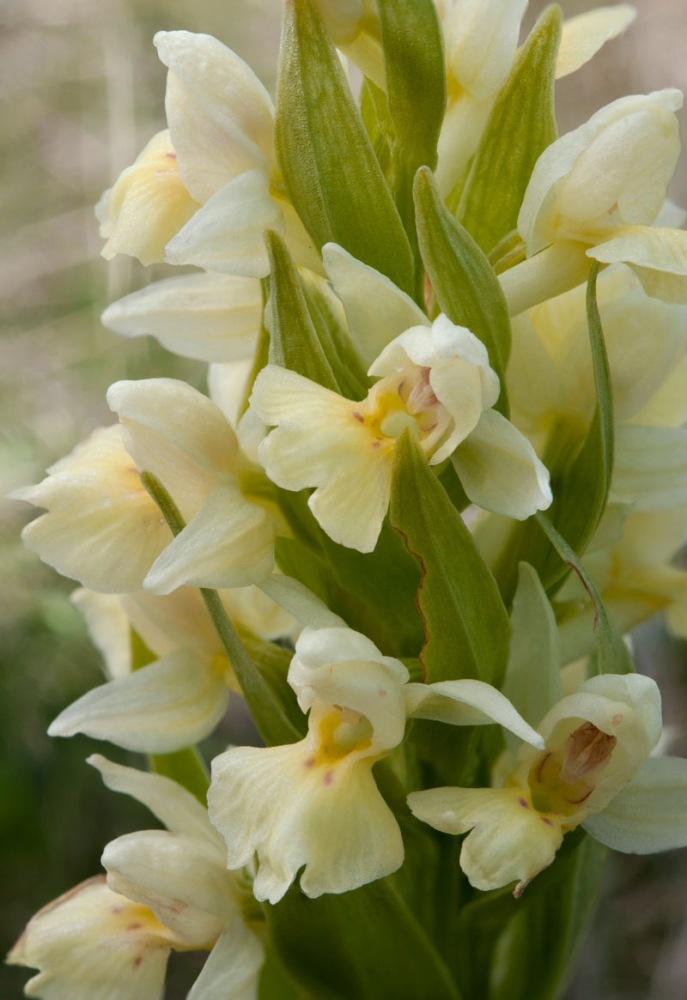 Dactylorhiza-insularis-9910_18_2024.jpg