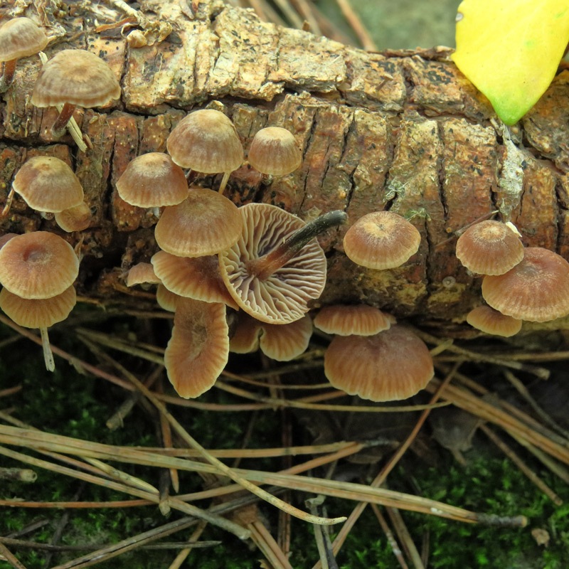 Gymnopus-brassicolensIMG_77.jpg