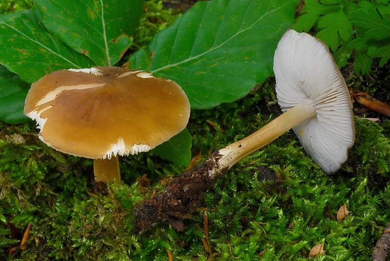 Hydropodia-subalpina-04-5.jpg