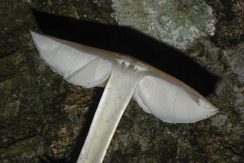 Hydropodia-subalpina-17.jpg