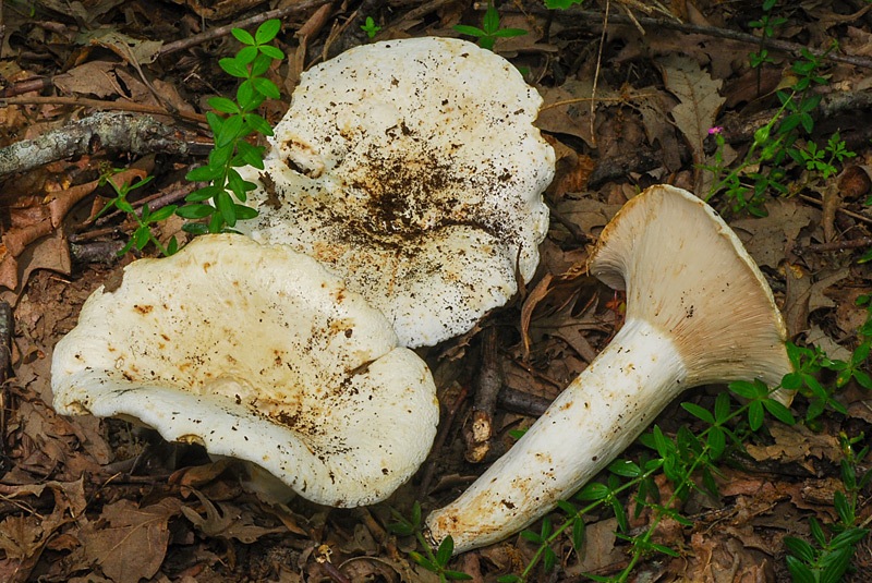 Lactarius-piperatus-01.jpg
