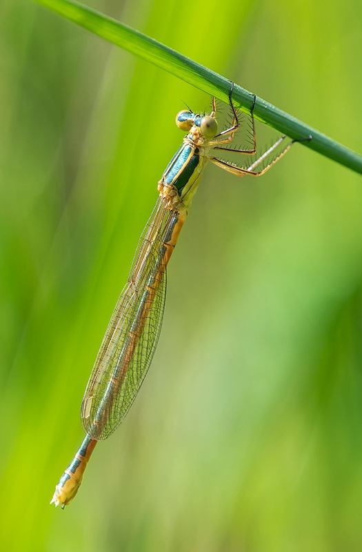 Lestes-barbarus_-femmina-immatura-(1).jpg.9157cb6e88b4fb4e6b91174bf055f4cf.jpg