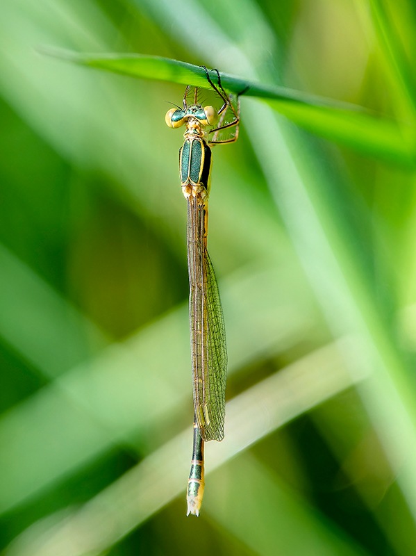 Lestes-barbarus_-femmina-immatura-(2).jpg.e26c2a8038bb374c33e7a2425eceb318.jpg