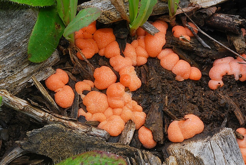 Lycogala-terrestre-02.jpg