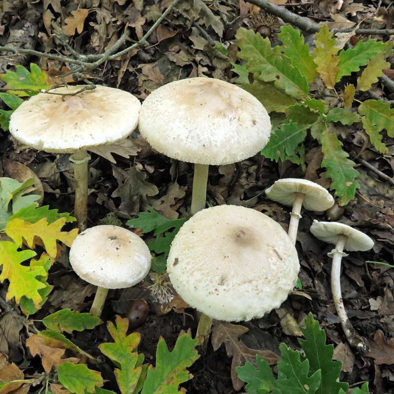 Macrolepiota-mastoideaMG_77.jpg