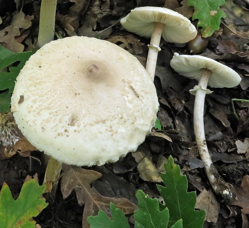 Macrolepiota-mastoidepilimg.jpg