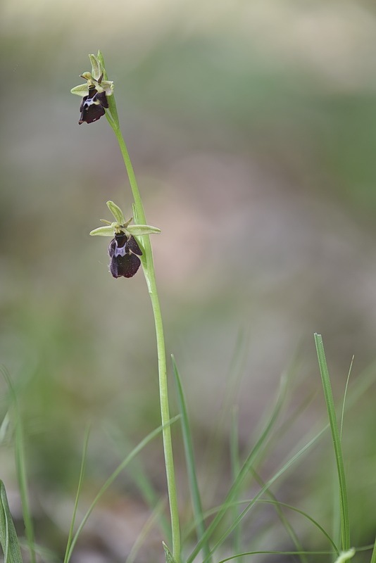 Ophrys_xdevenensis2.jpg.e98adcbac2d23b4086b06d6d73cd37f9.jpg