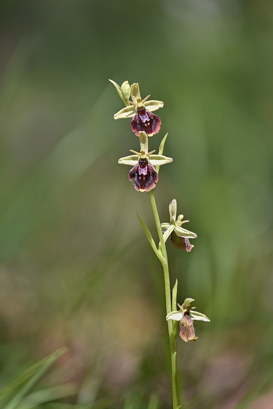 Ophrys_xdevenensis3.jpg.94ba1372c6ff89ee8f636eda67f53222.jpg