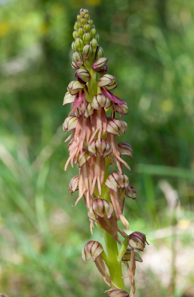 Orchis-anthropophora-9323_32_2024.jpg