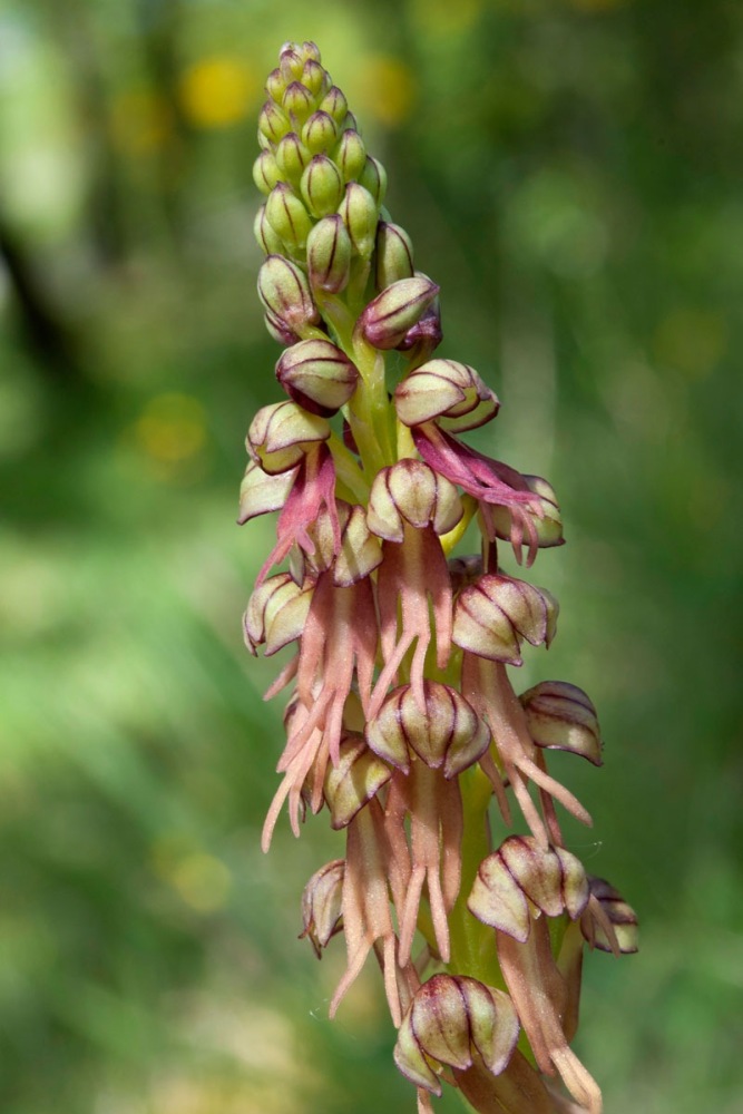 Orchis-anthropophora-9340_48_2024.jpg