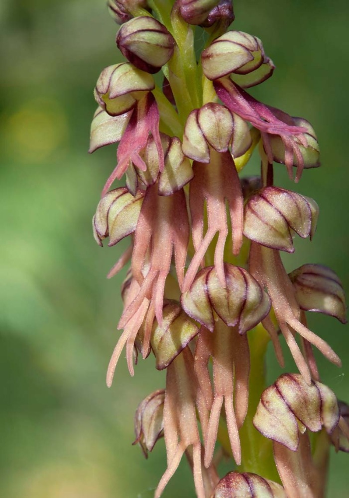 Orchis-anthropophora-9349_60_2024.jpg