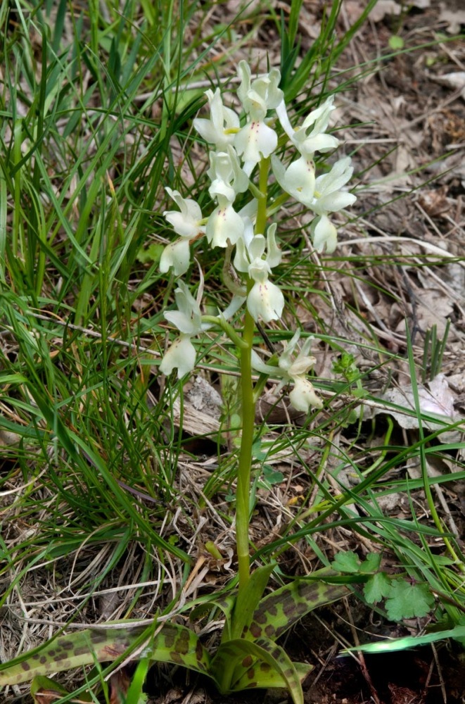 Orchis-provincialis-1_2024.jpg