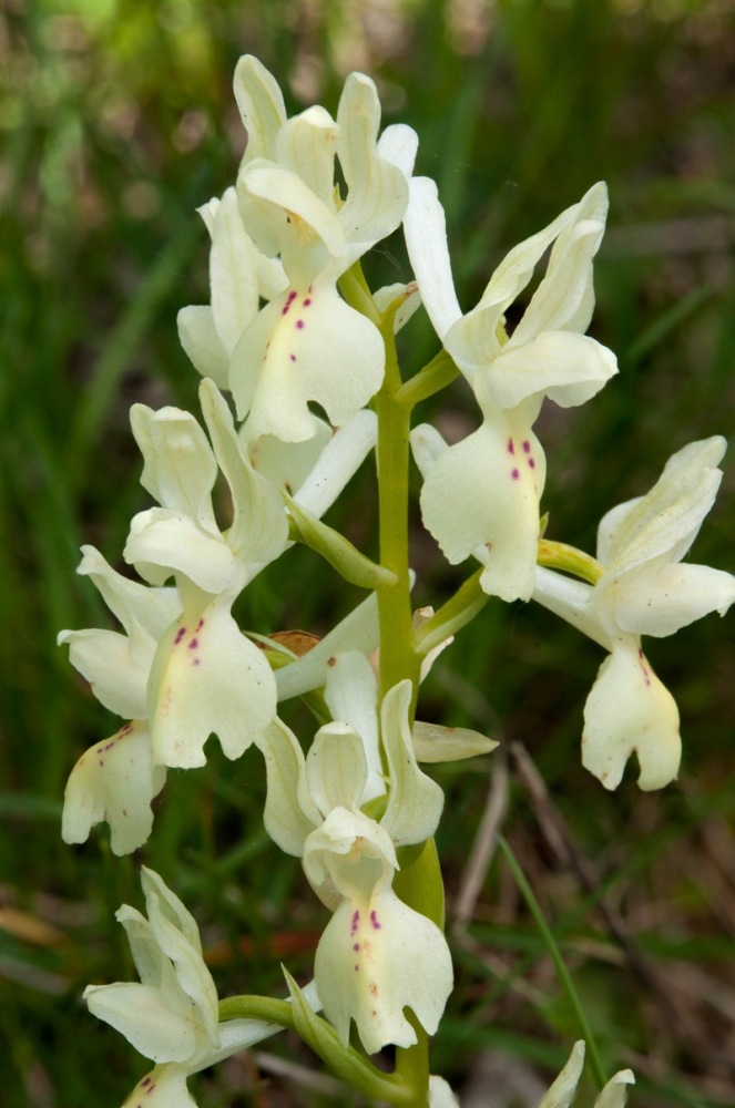 Orchis-provincialis-2_2024.jpg