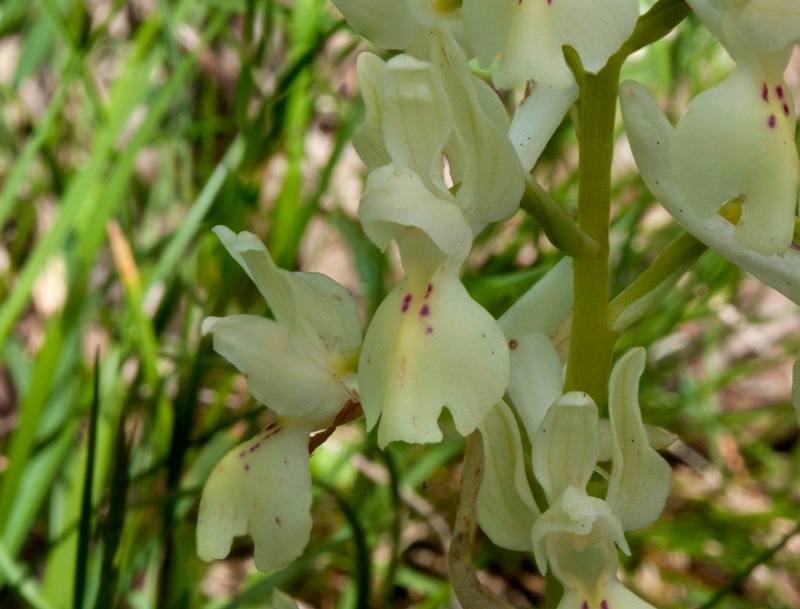 Orchis-provincialis-512_516_2024.jpg