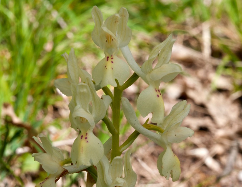 Orchis-provincialis-517_521_2024.jpg