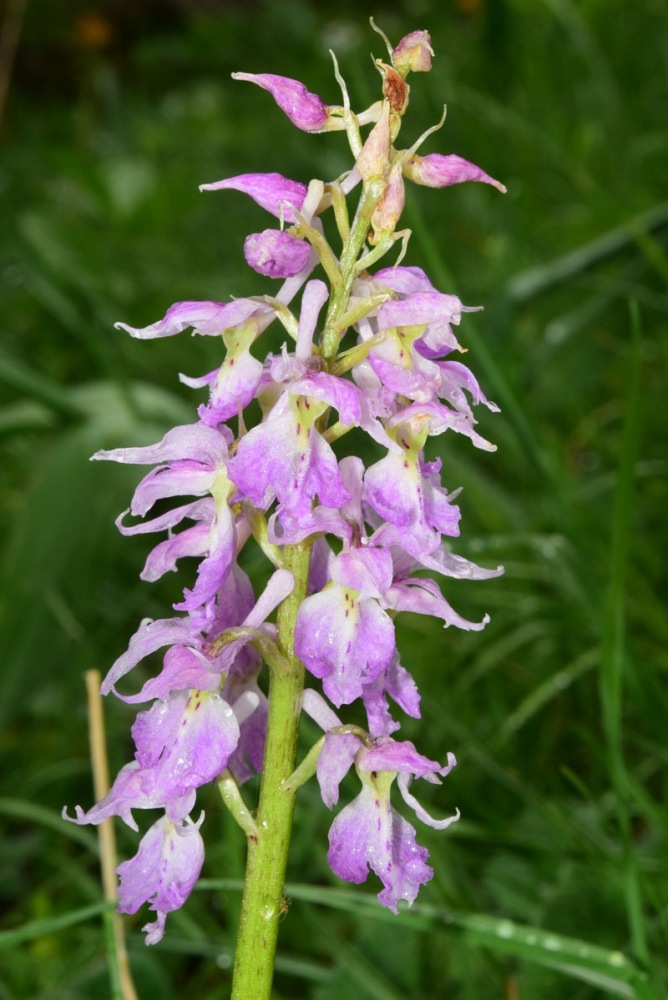 Orchis ovalis F.W.Schmidt 1791. In Mayer, Samml. 2.jpg