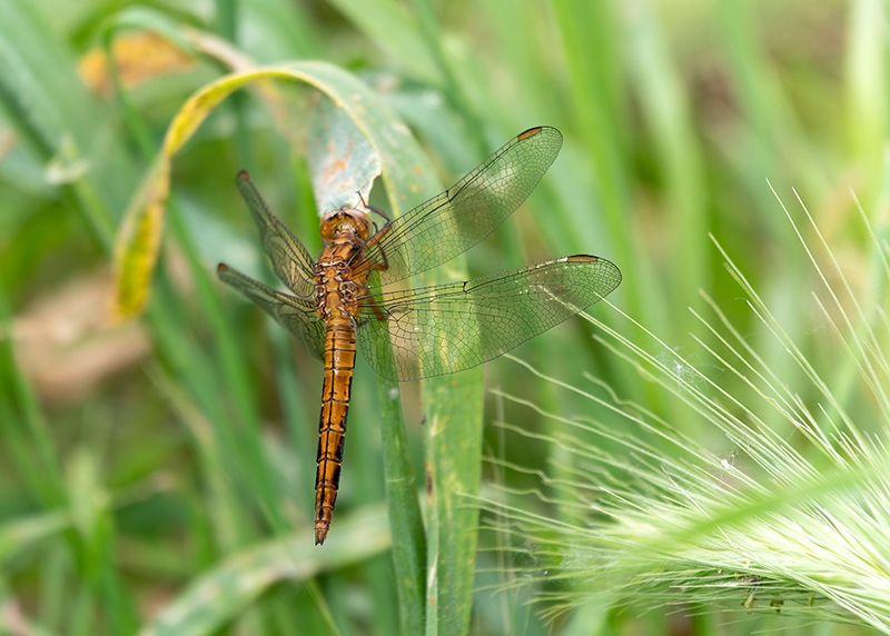 Orthetrum-coerulescens_-maschio-immaturo-(2).jpg.bc11c4d601299ae148799babfd1429a0.jpg