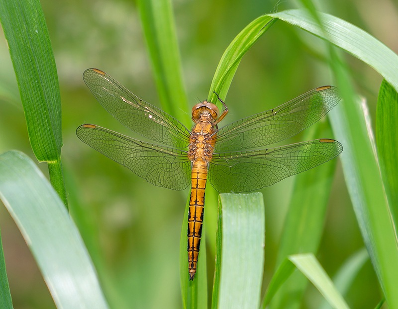 Orthetrum-coerulescens_-maschio-immaturo-(4).jpg.c45346e722691cb7db23f33d2f0b83d2.jpg