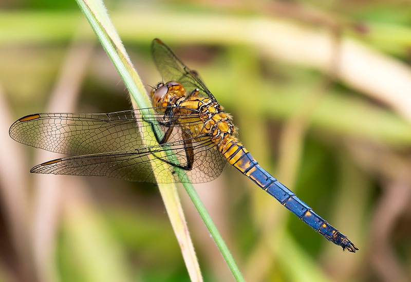 Orthetrum-coerulescens_-maschio-quasi-maturo-(8).jpg.42c4c06d7a7a708c1f6d1bcbd815c93b.jpg