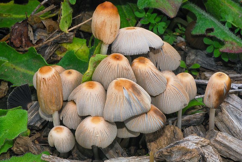 Parasola-auricoma-02.jpg