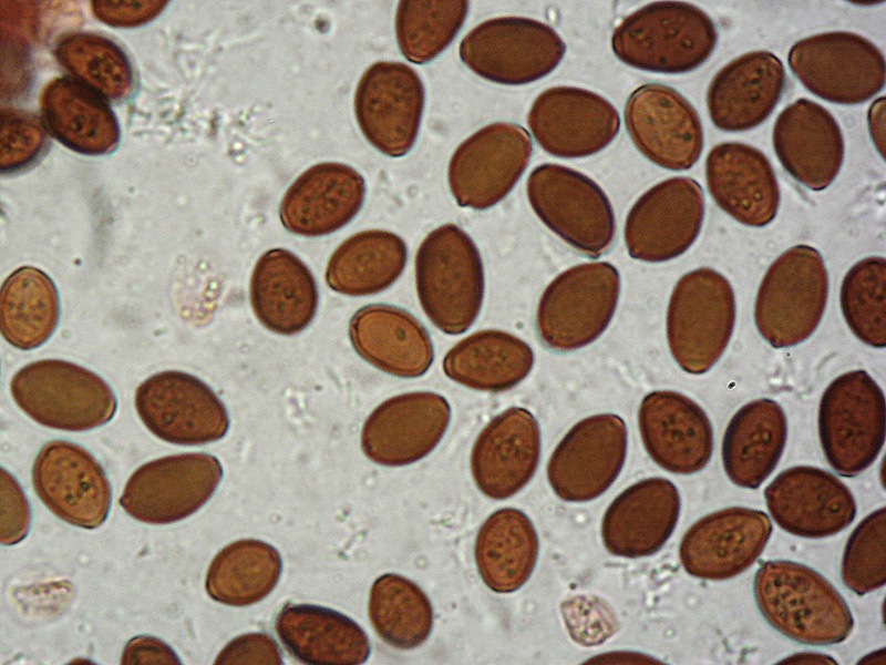 Parasola-auricoma-11-Spore-RC-1000x.jpg