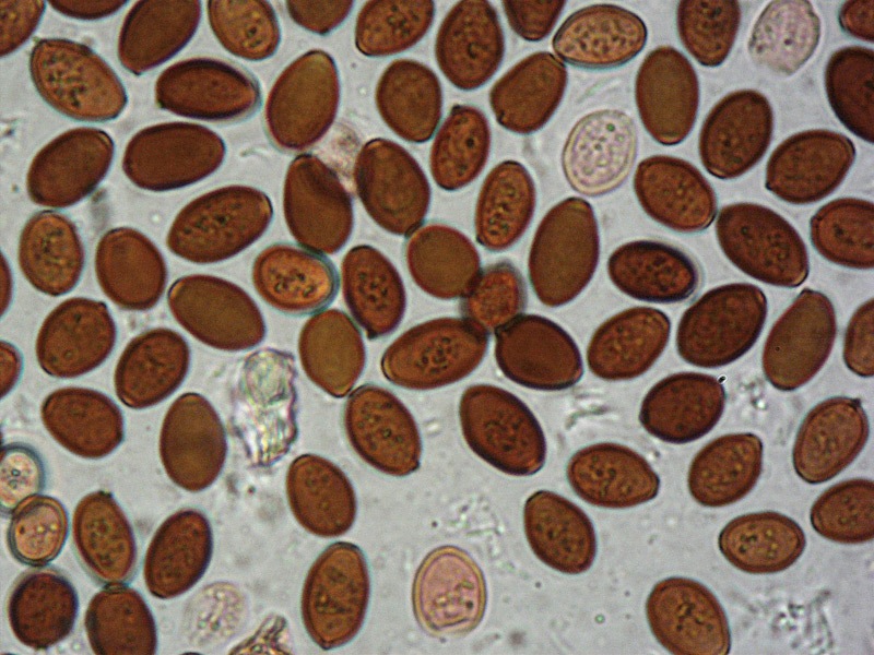 Parasola-auricoma-12-Spore-RC-1000x.jpg