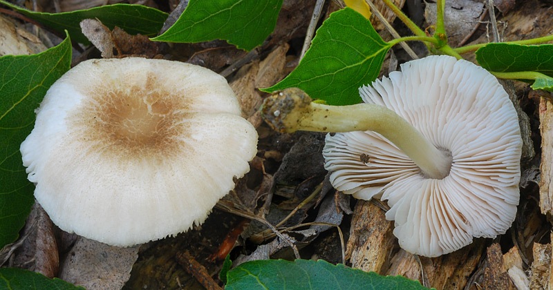 Pluteus-semibulbosus-3-05b.jpg