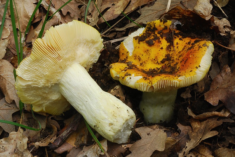 Russula-aurata-03-4.jpg