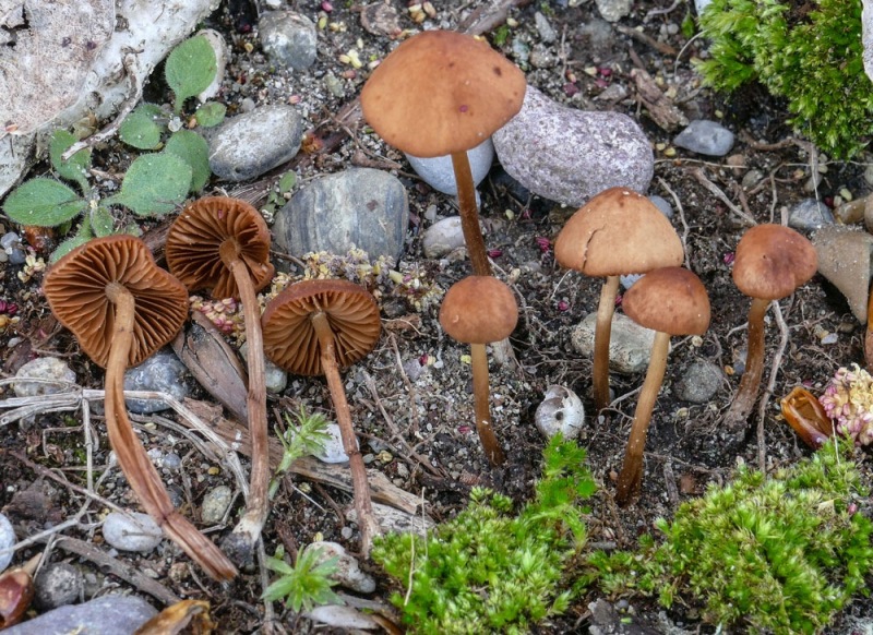 conocybe.jpg