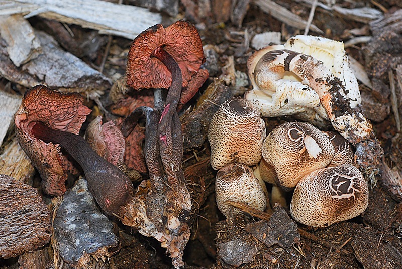 Leucoagaricus-bresadolae-01.jpg