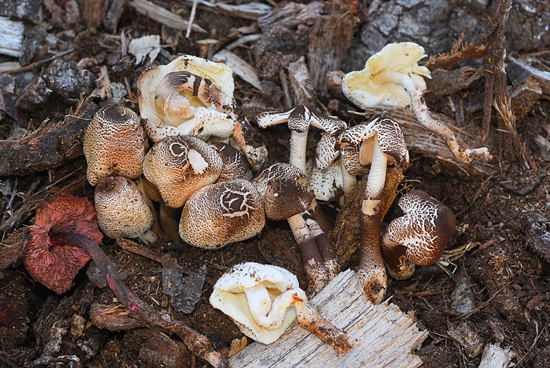 Leucoagaricus-bresadolae-04.jpg
